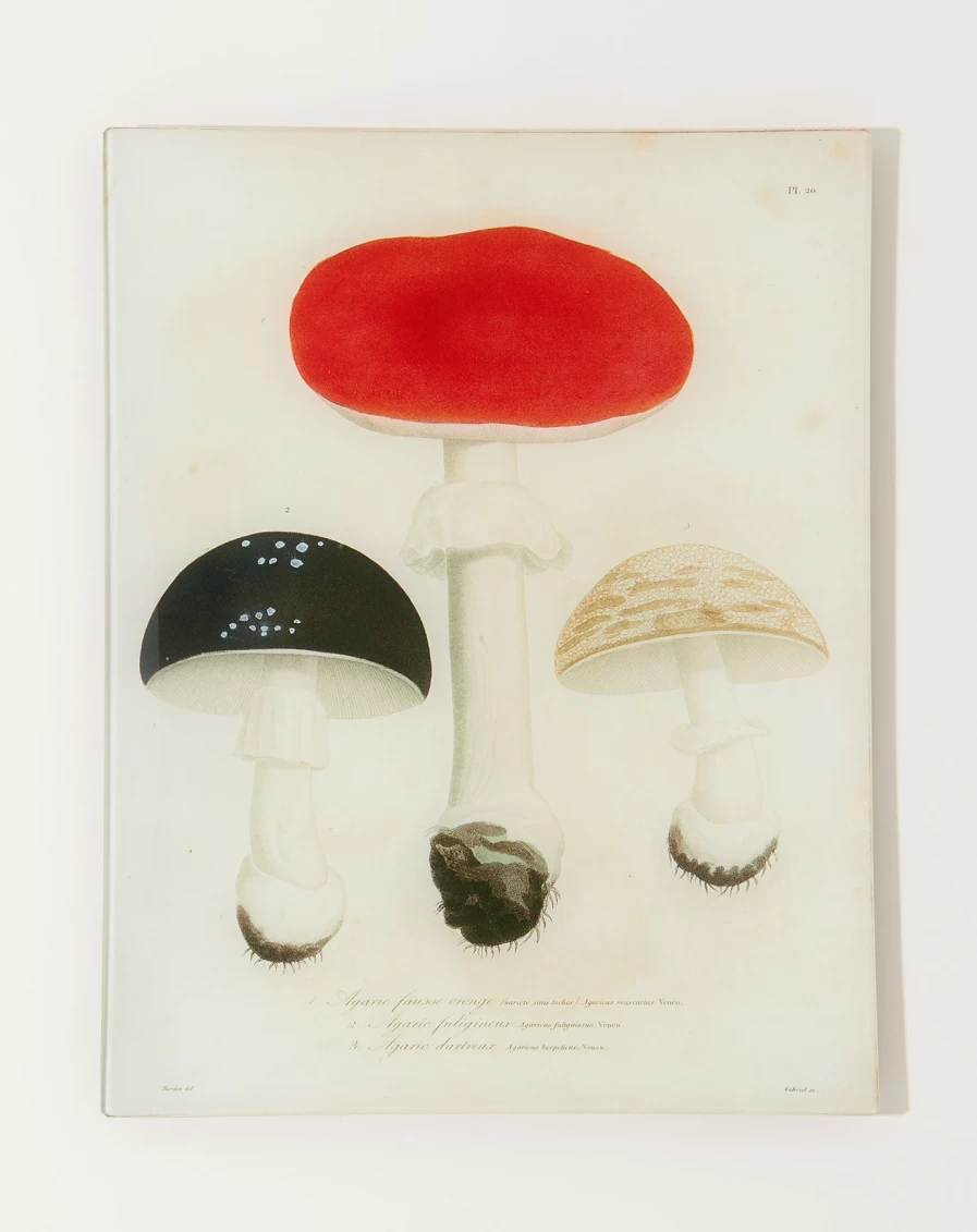 John Derian Decorative Mushrooms Wall Tray - Pl.20 Botanical Design for Home Decor