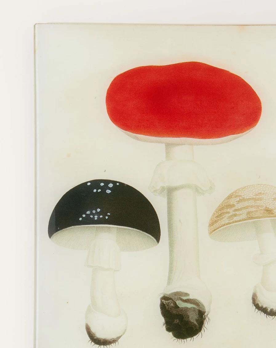 John Derian Decorative Mushrooms Wall Tray - Pl.20 Botanical Design for Home Decor