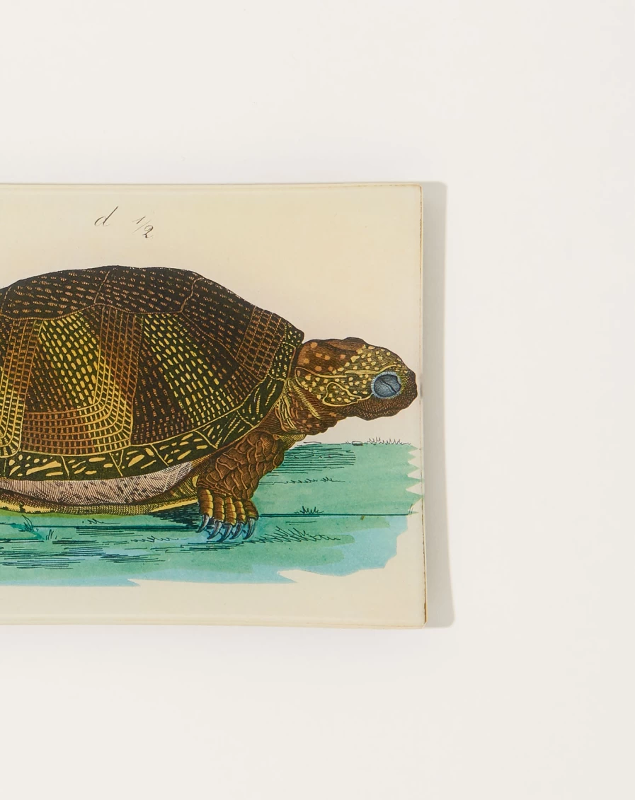 John Derian Turtle D Mini Tray - Decorative Resin Catchall Dish for Home Decor