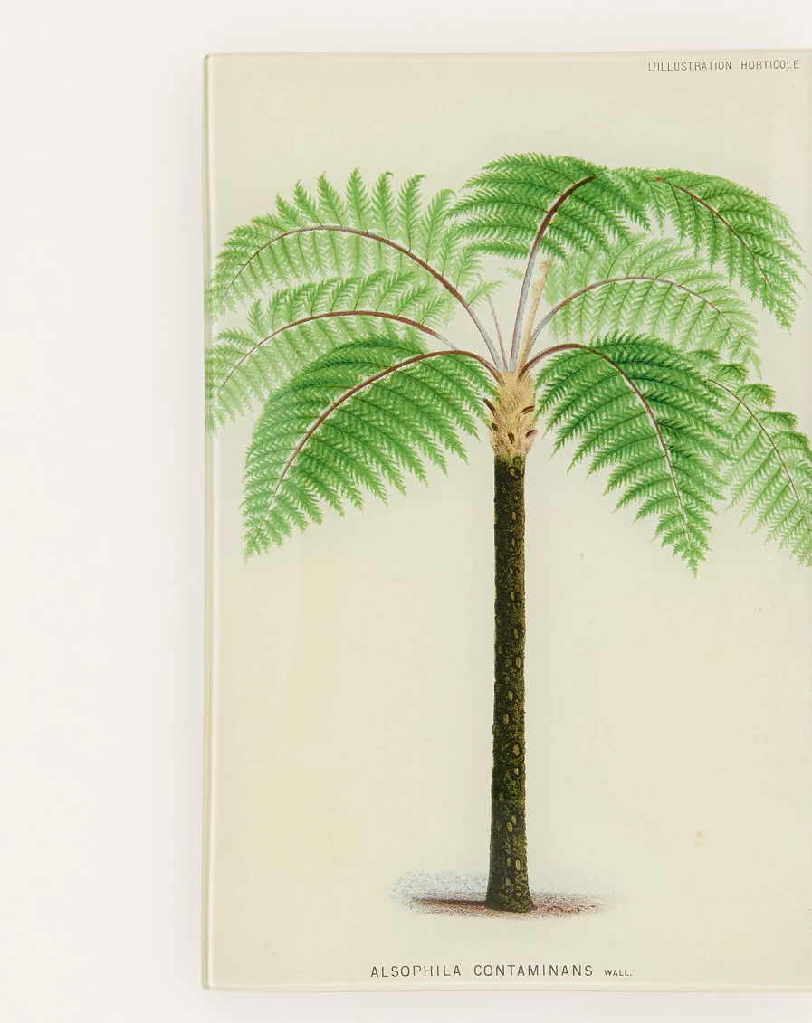 John Derian Alsophila Contaminans Decorative Tray - Vintage Botanical Design Serving Tray