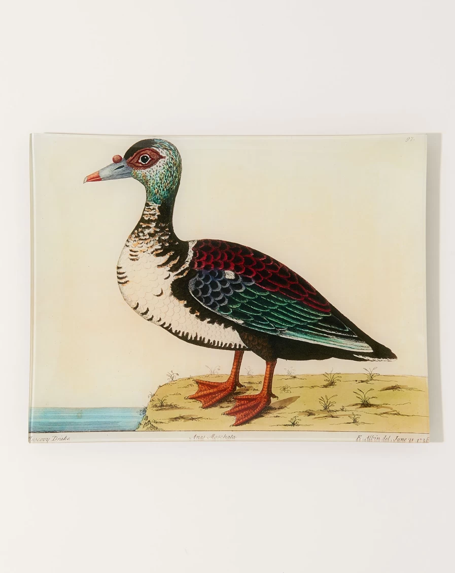 John Derian Decorative 48-Piece Muscovy Duck Tray Set - Vintage-Inspired Serving Tray Collection