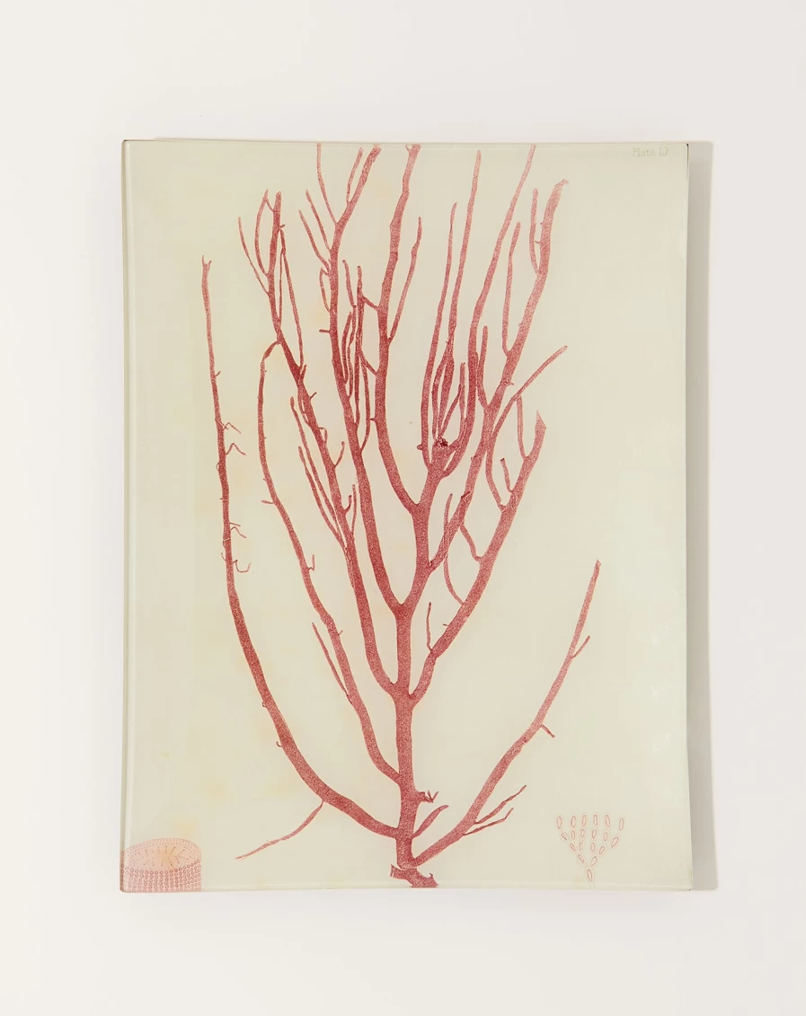 John Derian Decorative Seaweed Design Tray – Luxe Collection