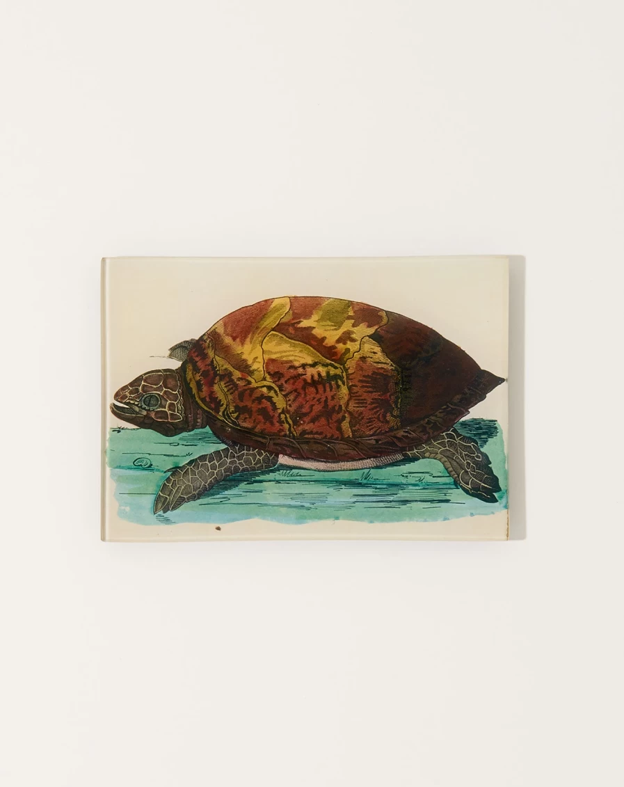 John Derian Turtle C Mini Tray - Decorative Resin Tray for Home Decor