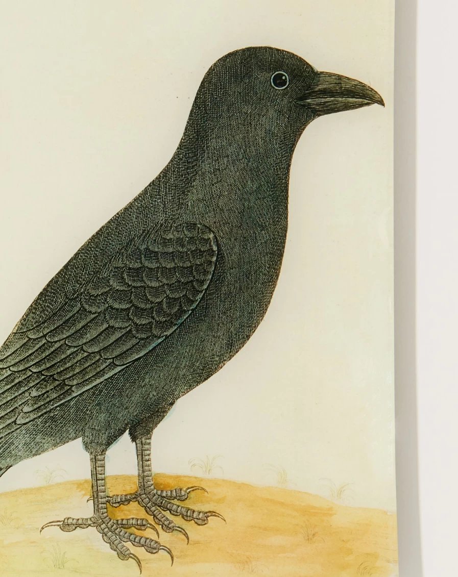 John Derian Raven (Right) Tray - Decorative Resin Serving Tray, Vintage-Inspired Home Decor