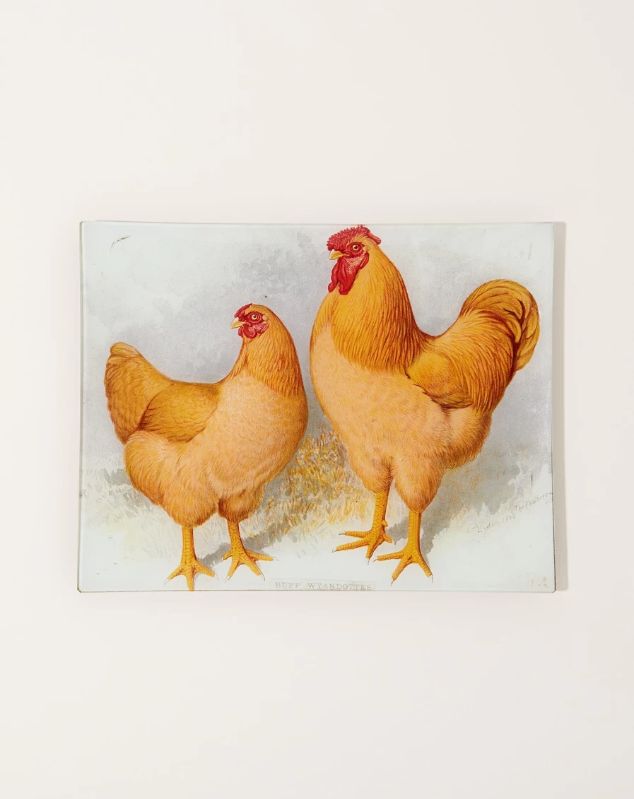John Derian Decorative Buff Wyandotte Chickens Rectangular Serving Tray