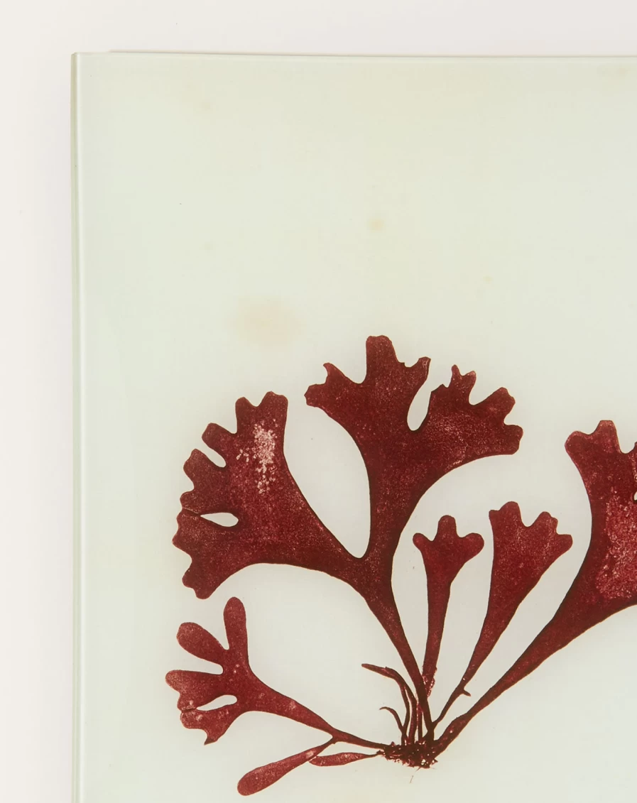 John Derian Xcia Seaweed Decorative Tray - 14" Coastal Inspired Home Accent