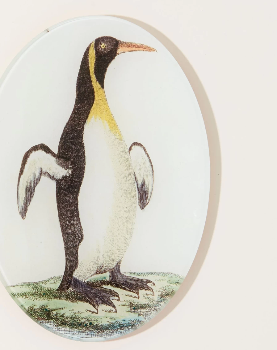 John Derian Guillemot Oval Decorative Plate for Coastal Home Decor