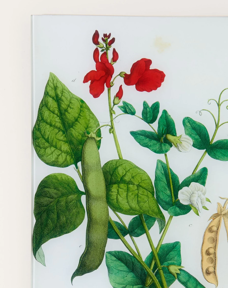 John Derian Scarlet Runner Pea Bean Wall Tray - Decorative Kitchen Vegetable Art