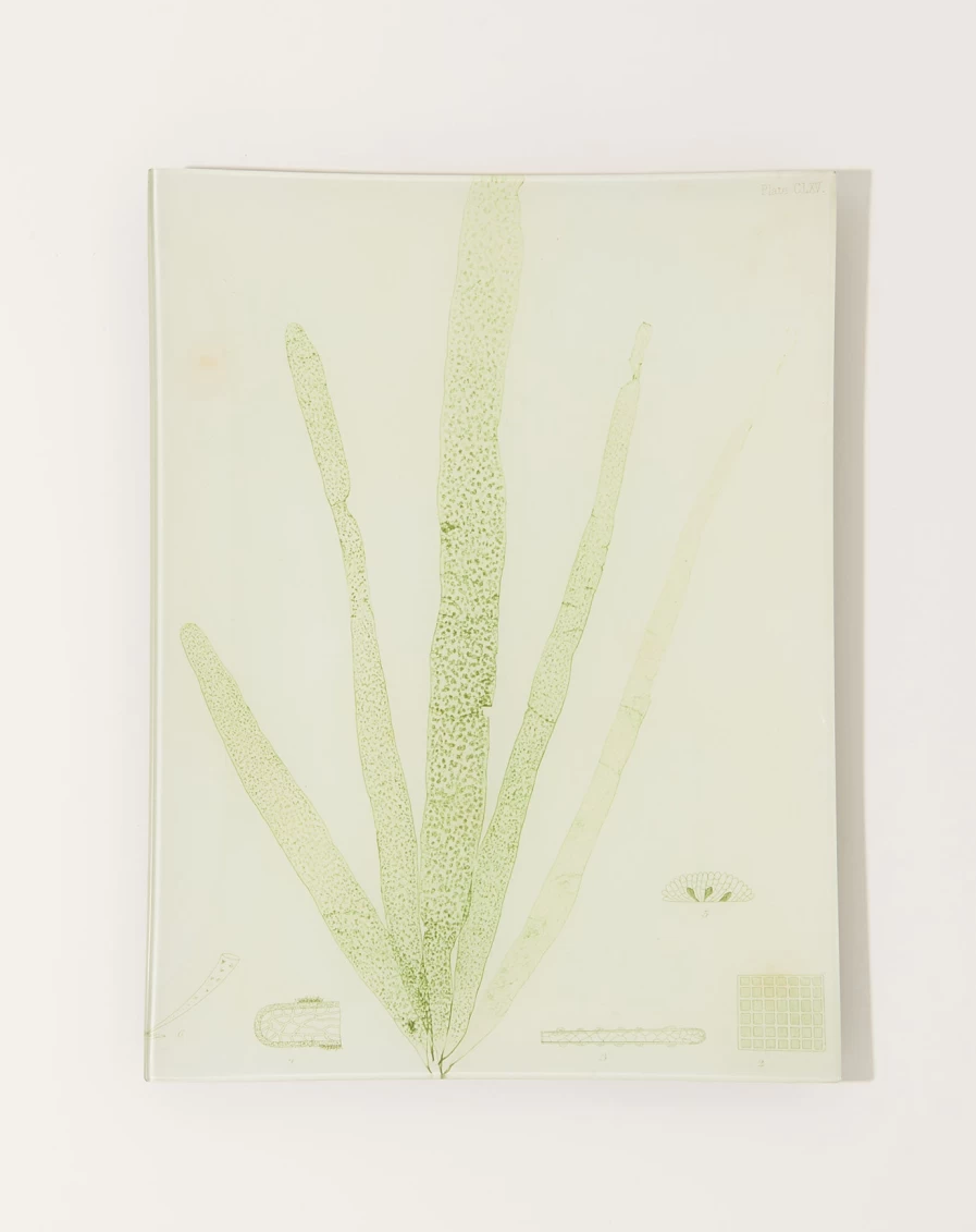 John Derian Decorative Seaweed Design Tray - CLXV Collection