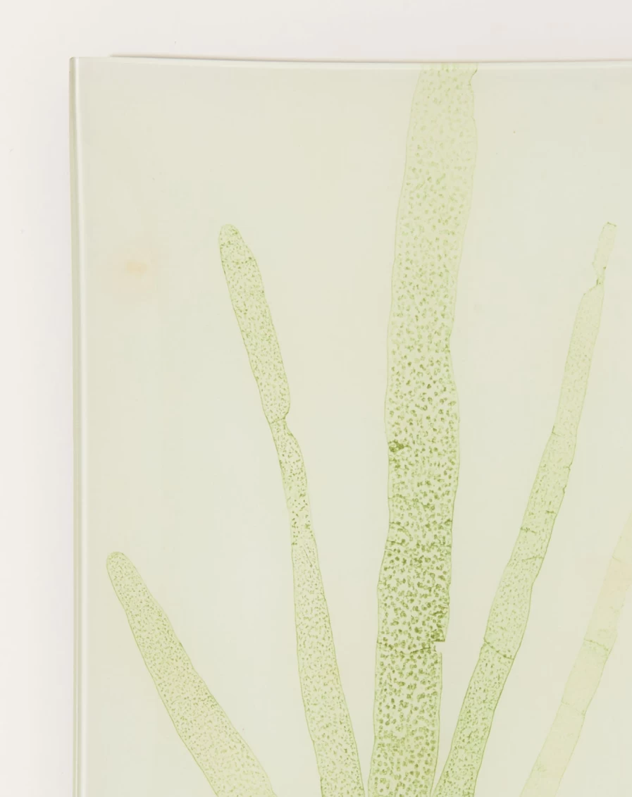John Derian Decorative Seaweed Design Tray - CLXV Collection